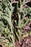 genus Thesium