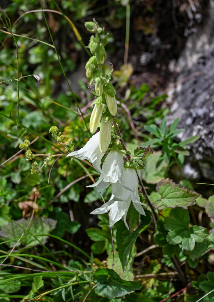 Image of Campanula alliariifolia specimen.