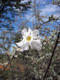 genus Catophractes. Ветвь с цветком. Намибия, обл. Кунене, р-н Эпупа, окр. пос. Эпупа; горы Гартмана, дол. р. Кунене. 18.01.2010.