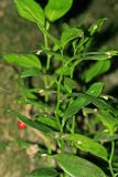 Ruscus colchicus