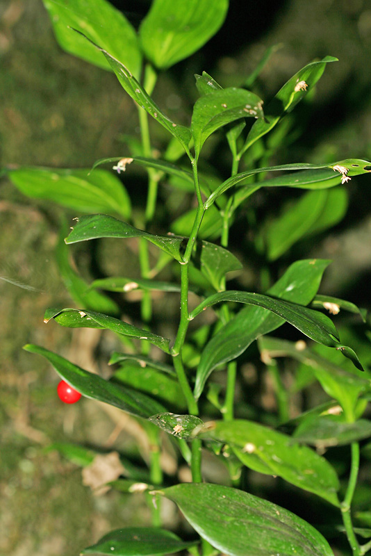 Image of Ruscus colchicus specimen.