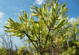 Daphne gnidioides