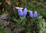 genus Gentiana