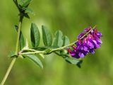 Vicia amoena