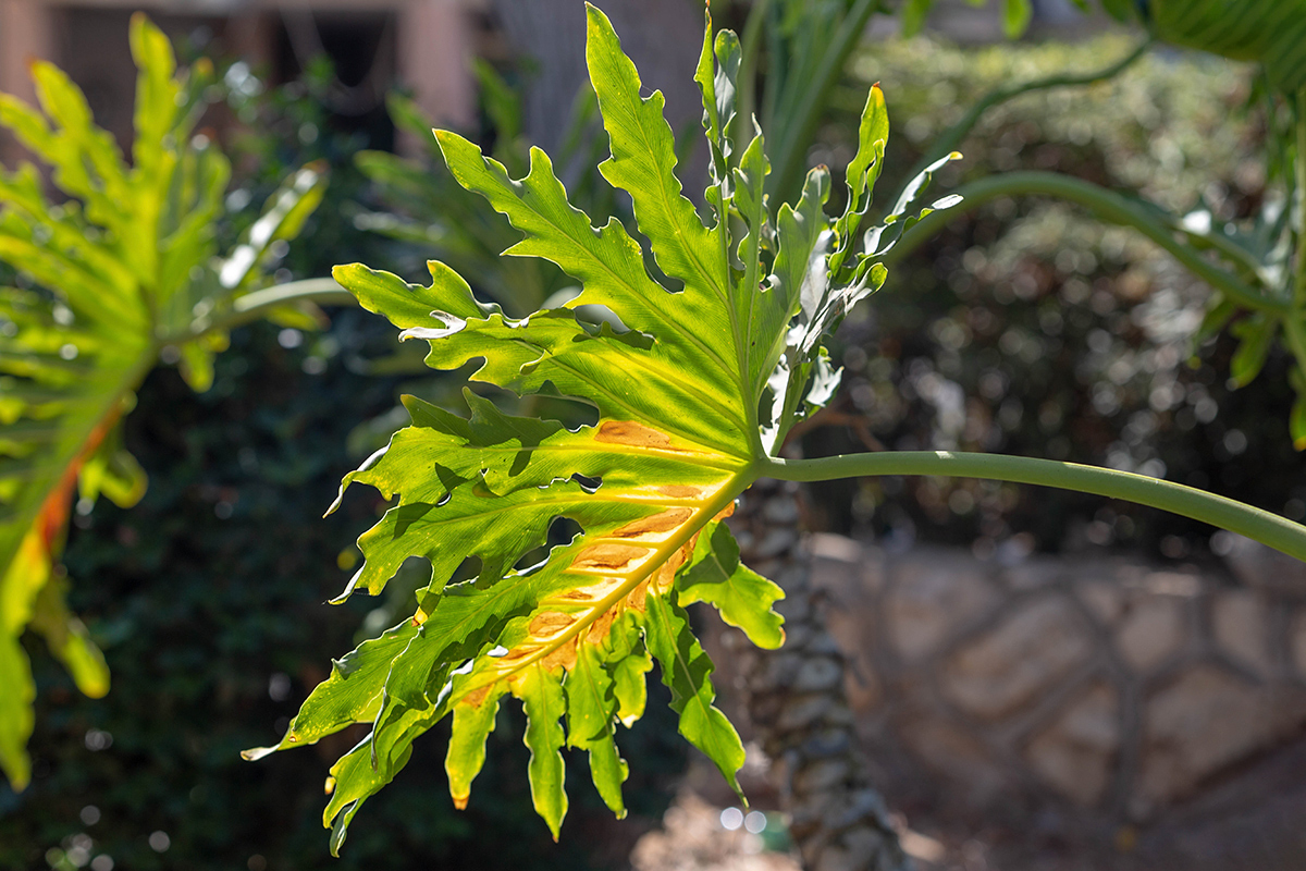 Изображение особи Philodendron bipinnatifidum.