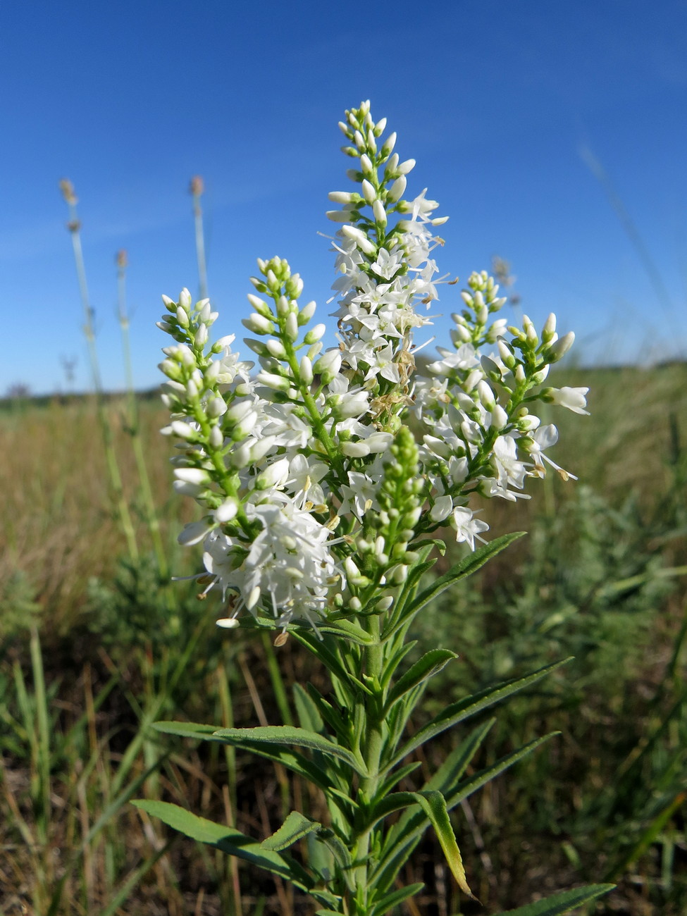 Image of Veronica spuria specimen.