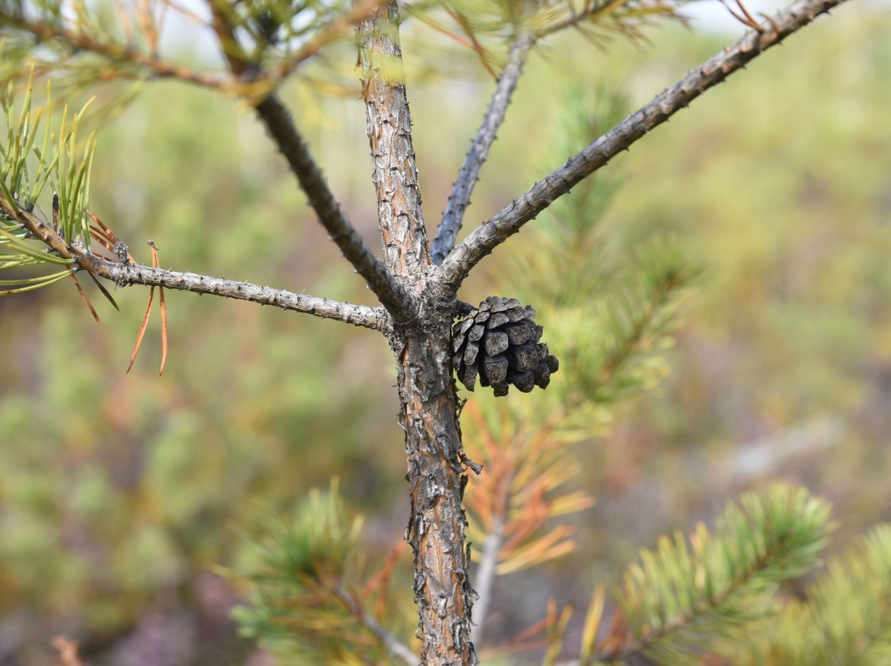 Изображение особи Pinus sylvestris.