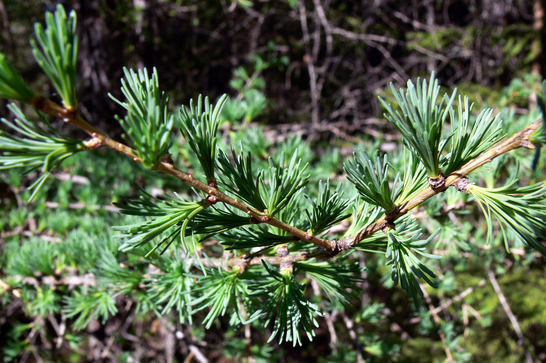 Image of Larix sukaczewii specimen.