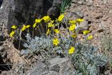 Potentilla hololeuca