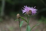 Centaurea jacea. Верхушки побегов с цветущим и развивающимся соцветиями. Горный Крым, окр. с. Генеральское, буковый лес. 15.07.2022.