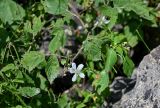 Rubus caesius