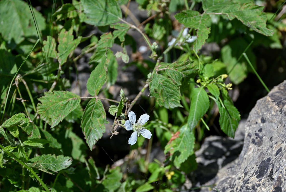 Изображение особи Rubus caesius.