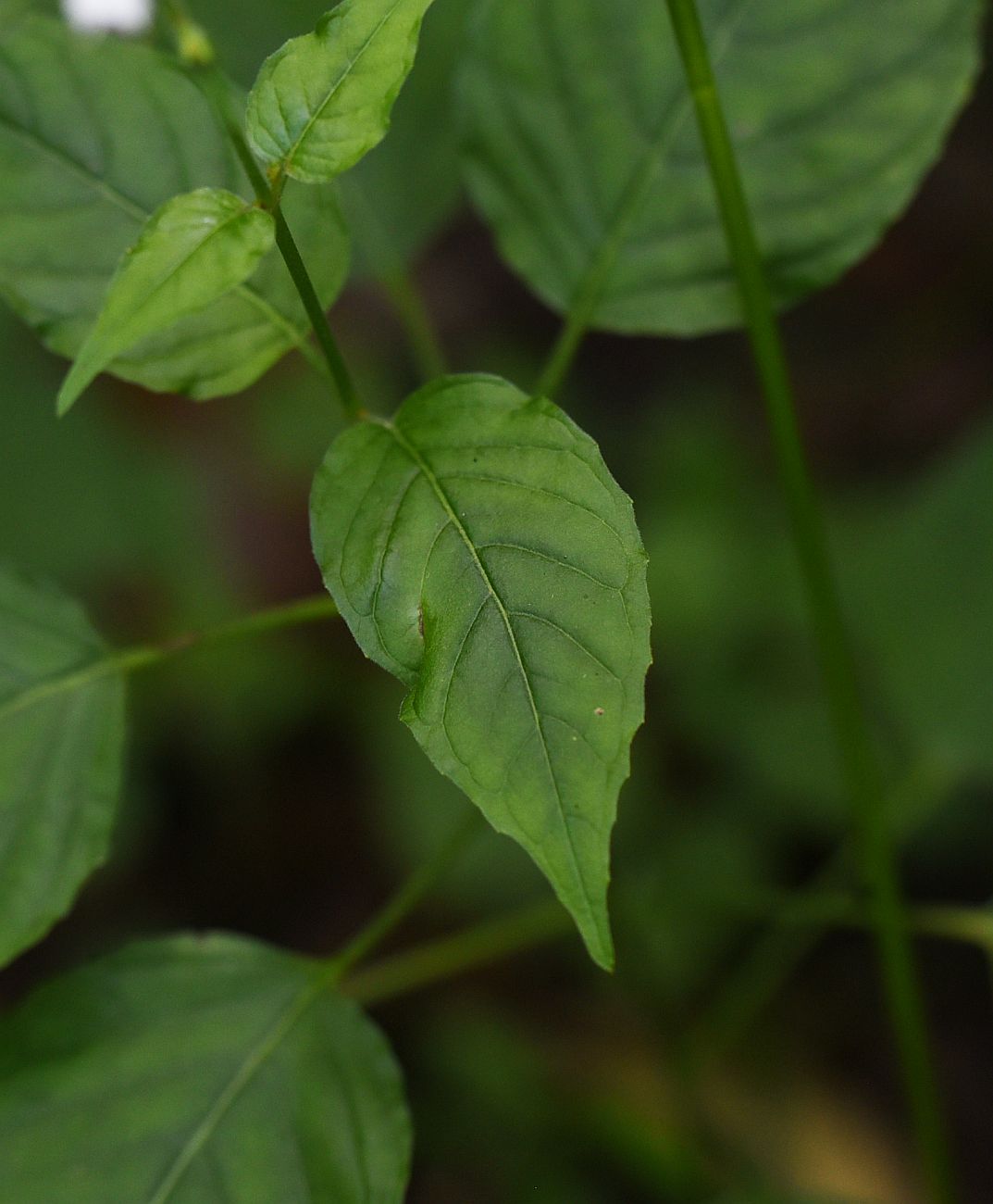 Изображение особи Circaea lutetiana.