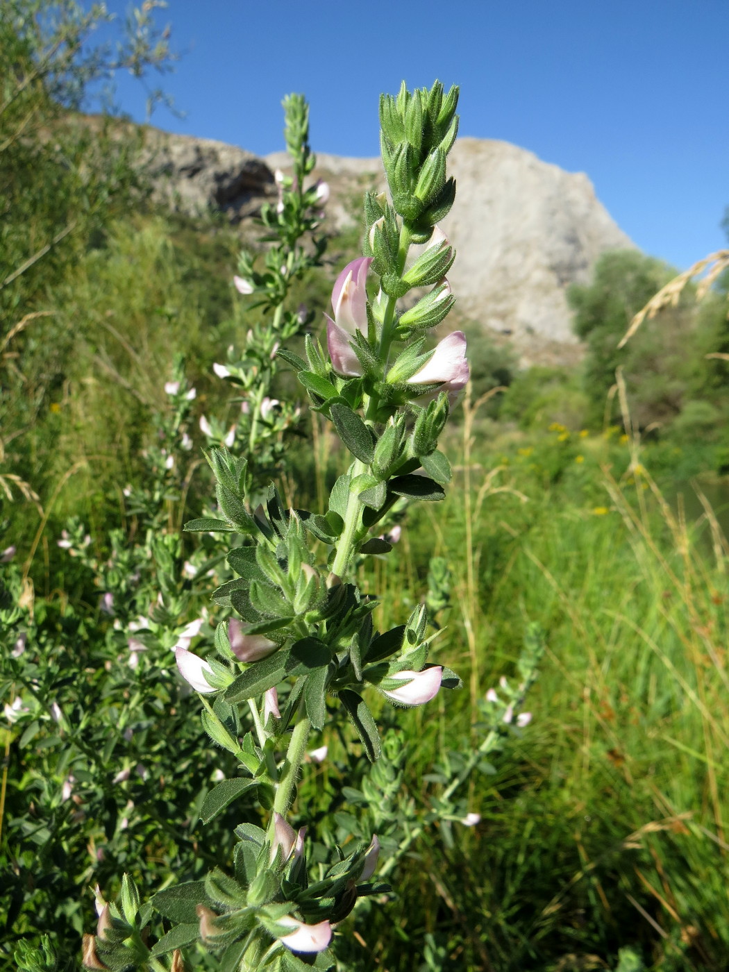 Изображение особи Ononis arvensis ssp. spinescens.