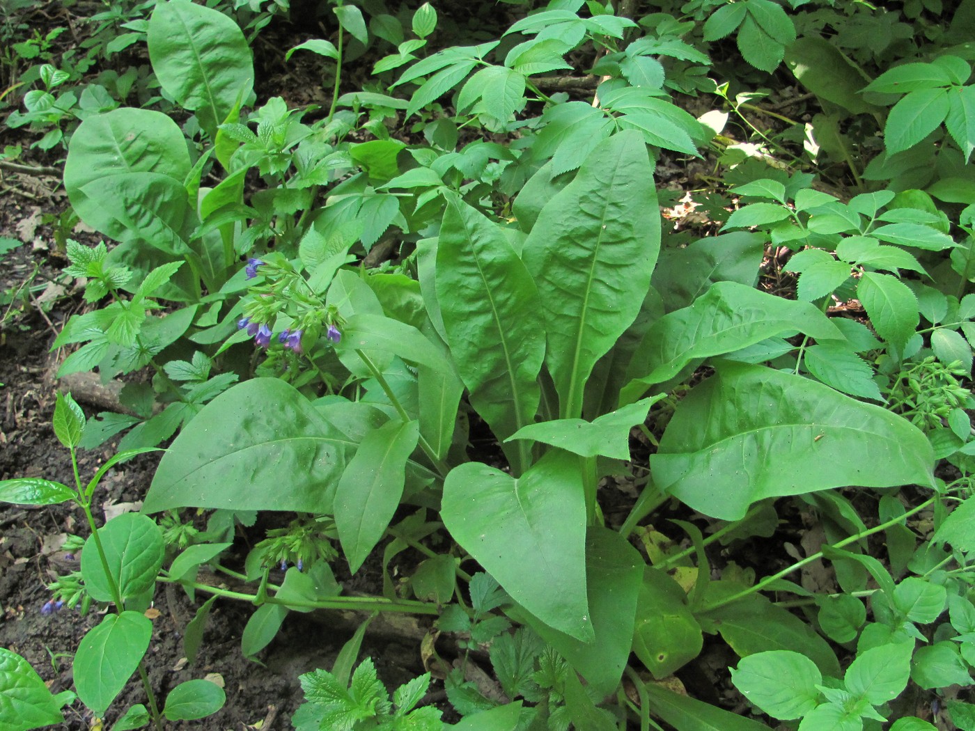 Image of Pulmonaria mollis specimen.