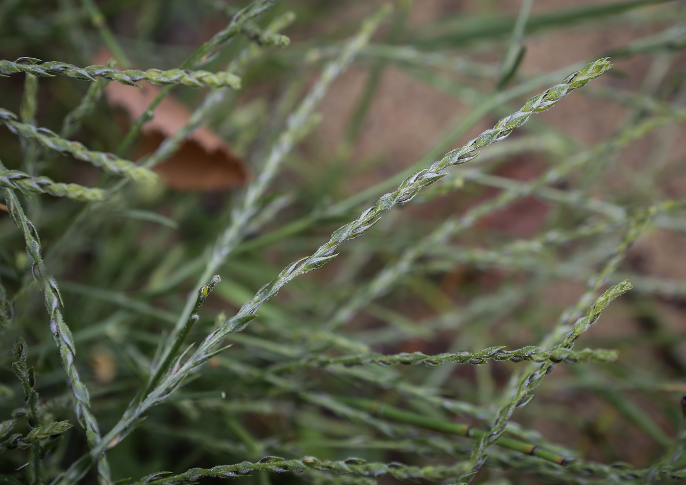 Image of Corispermum hyssopifolium specimen.