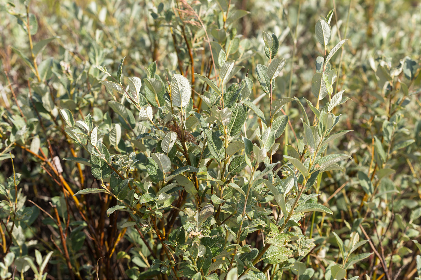Image of Salix lapponum specimen.