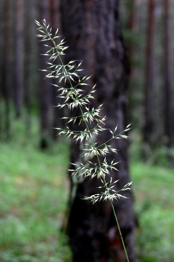 Image of Calamagrostis arundinacea specimen.