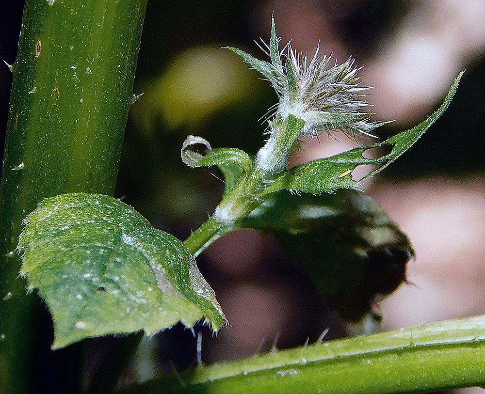 Изображение особи Dipsacus pilosus.