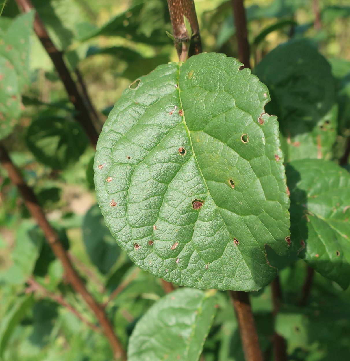 Image of Prunus domestica specimen.