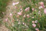 Convolvulus cantabrica