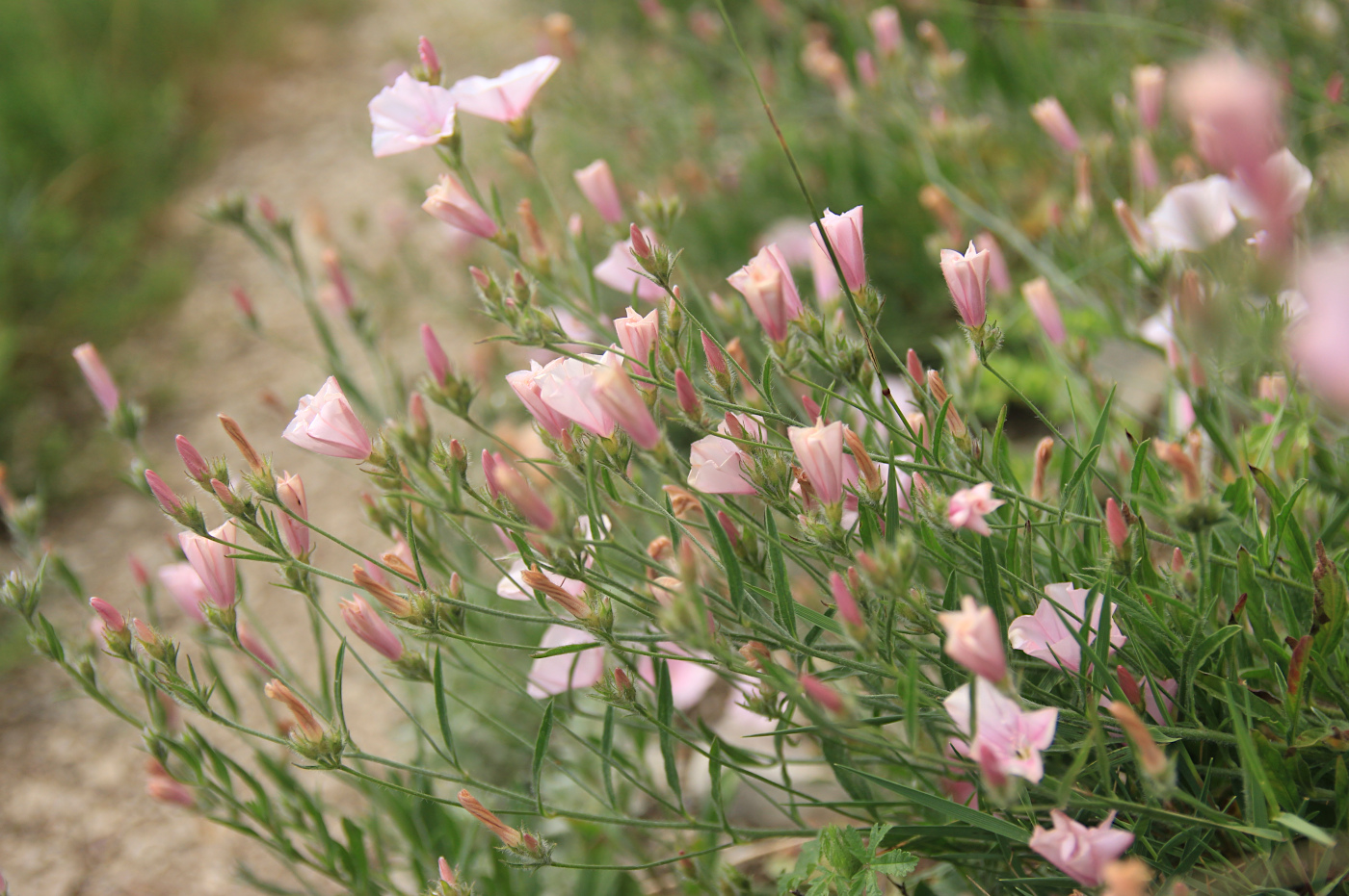 Image of Convolvulus cantabrica specimen.