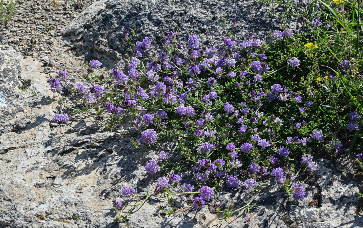 Изображение особи Medicago sativa.