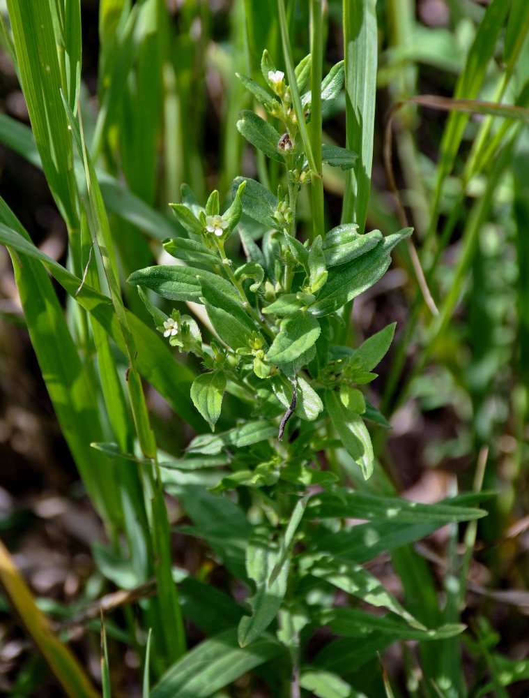 Image of Lithospermum officinale specimen.