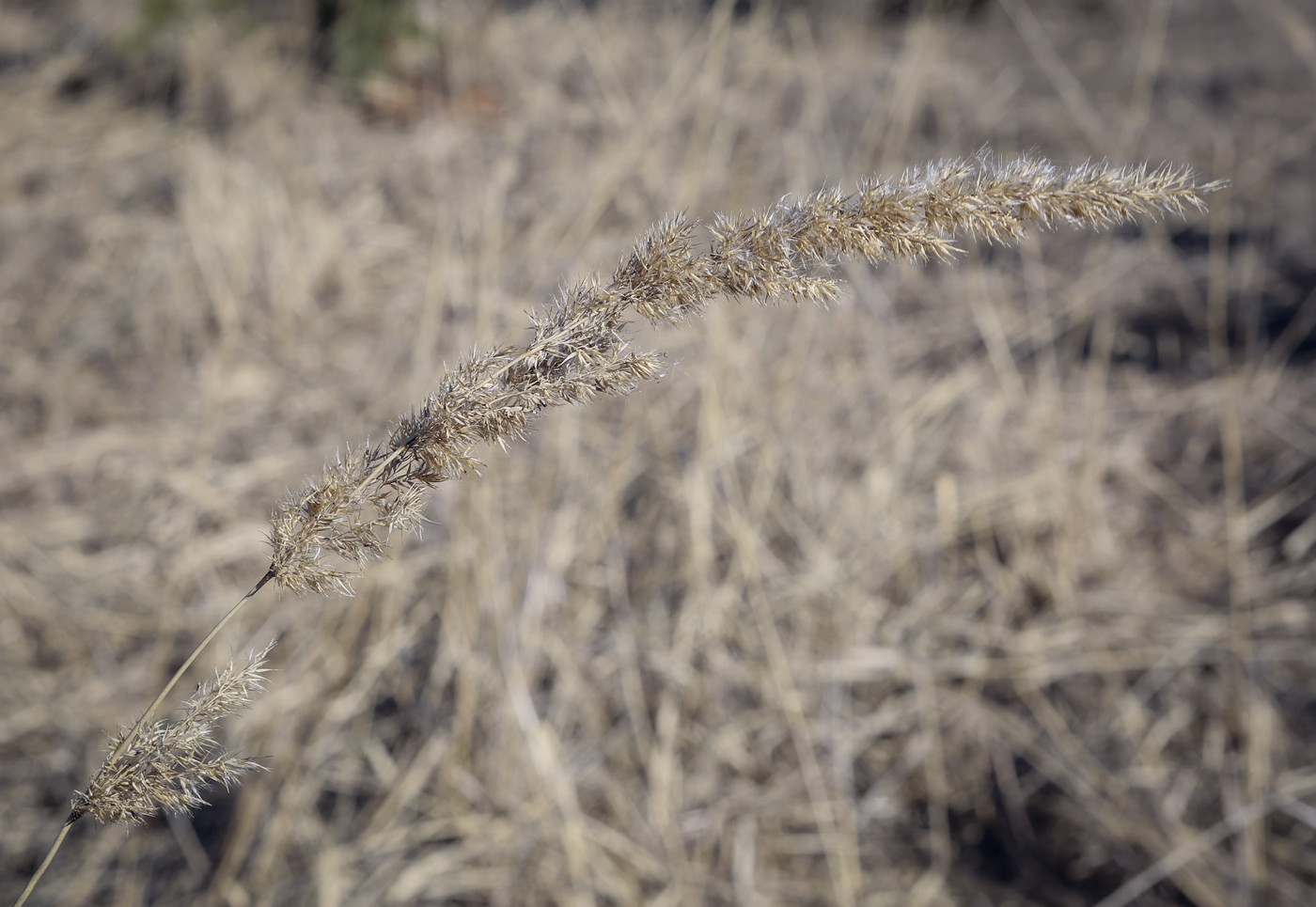 Изображение особи Calamagrostis epigeios.