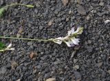 genus Onobrychis. Верхушка цветущего растения. Республика Ингушетия, Джейрахский р-н, окр. альплагеря \"Кязи\", выс. 2100 м н.у.м, левый борт долины ручья. 23 июля 2022 г.
