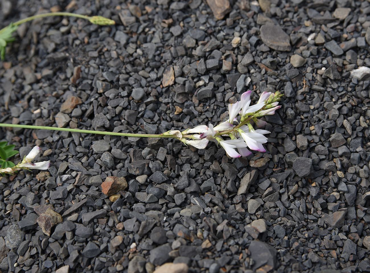 Image of genus Onobrychis specimen.