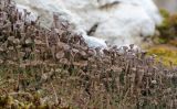 Cladonia