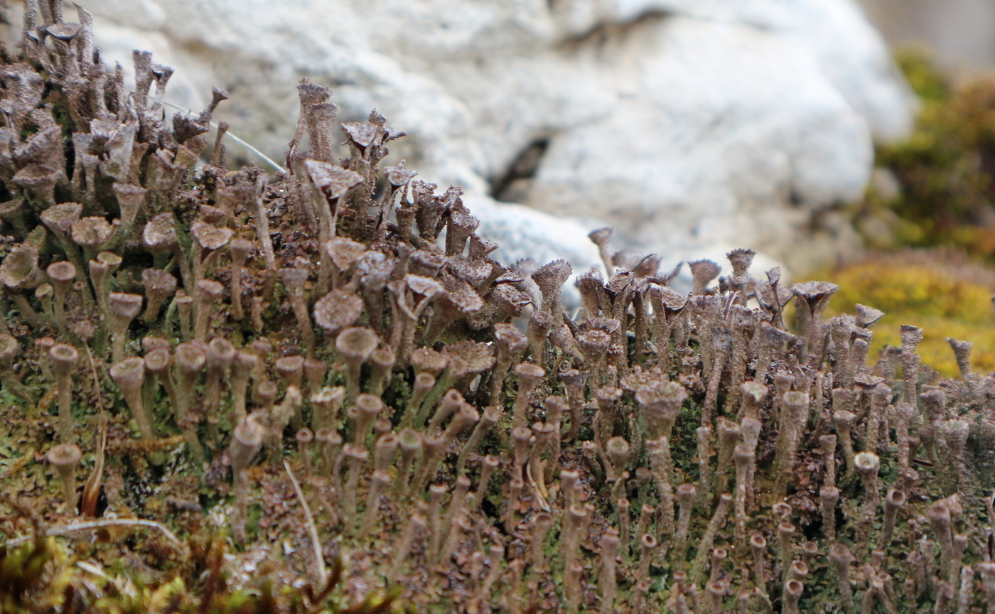 Изображение особи род Cladonia.