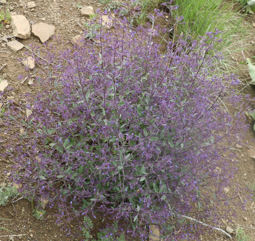 Image of Nepeta parviflora specimen.