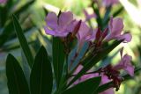 Nerium oleander