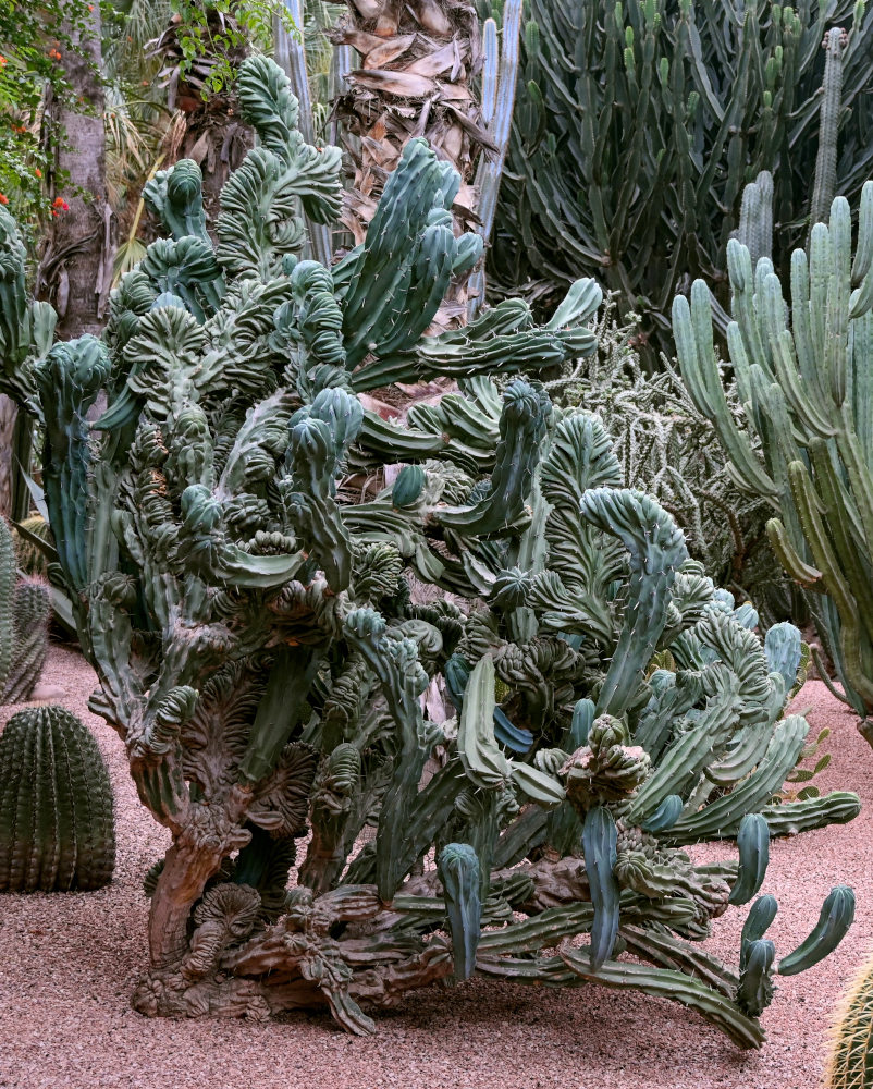 Изображение особи Myrtillocactus geometrizans.