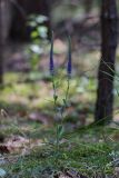 Veronica spicata