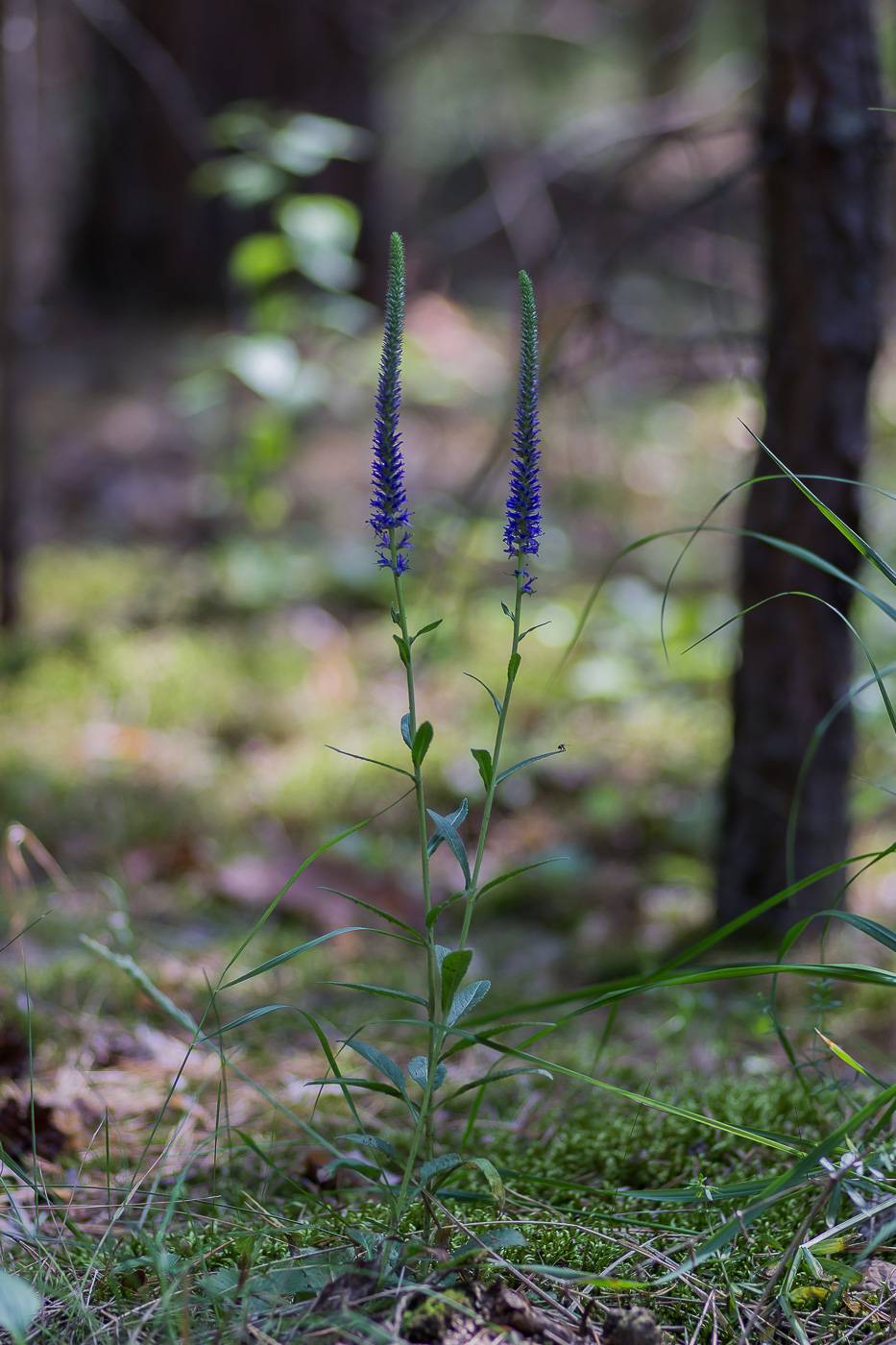 Image of Veronica spicata specimen.