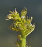 Adenophora pereskiifolia. Развивающееся соцветие с паучком. Приморье, Хасанский р-н, окр. Славянского гор. пос., юго-восточная сторона полуострова, бровка скального обрыва. 12.07.2023.