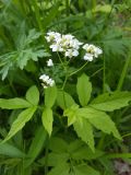 Cardamine leucantha