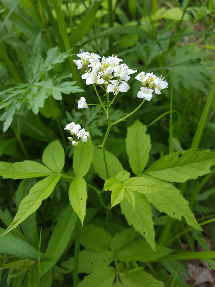 Image of Cardamine leucantha specimen.