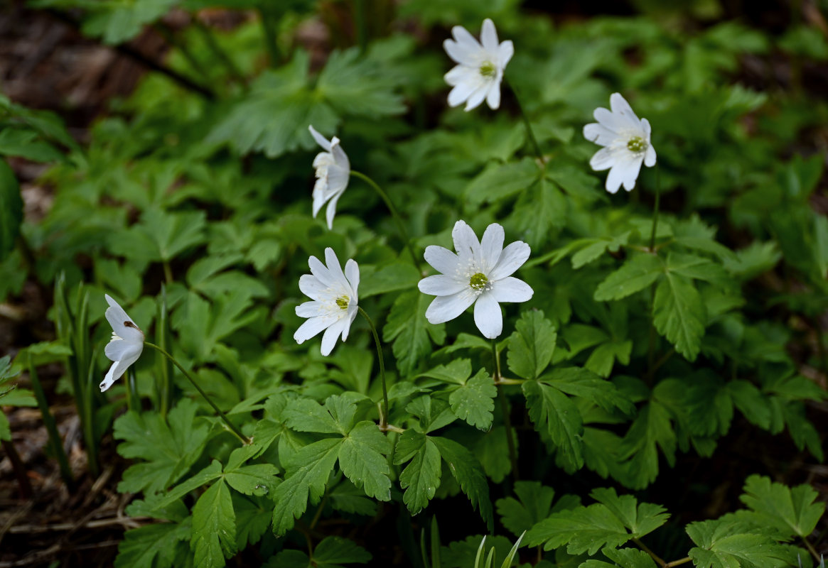 Изображение особи Anemone altaica.