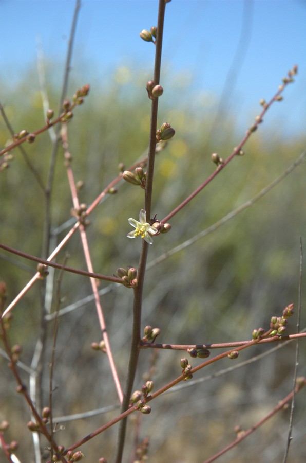 Image of Chlorogalum parviflorum specimen.