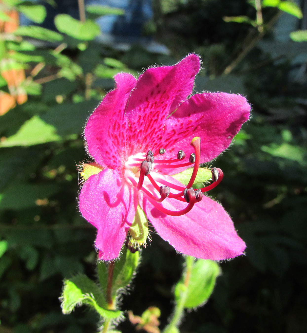 Изображение особи Rhododendron camtschaticum.