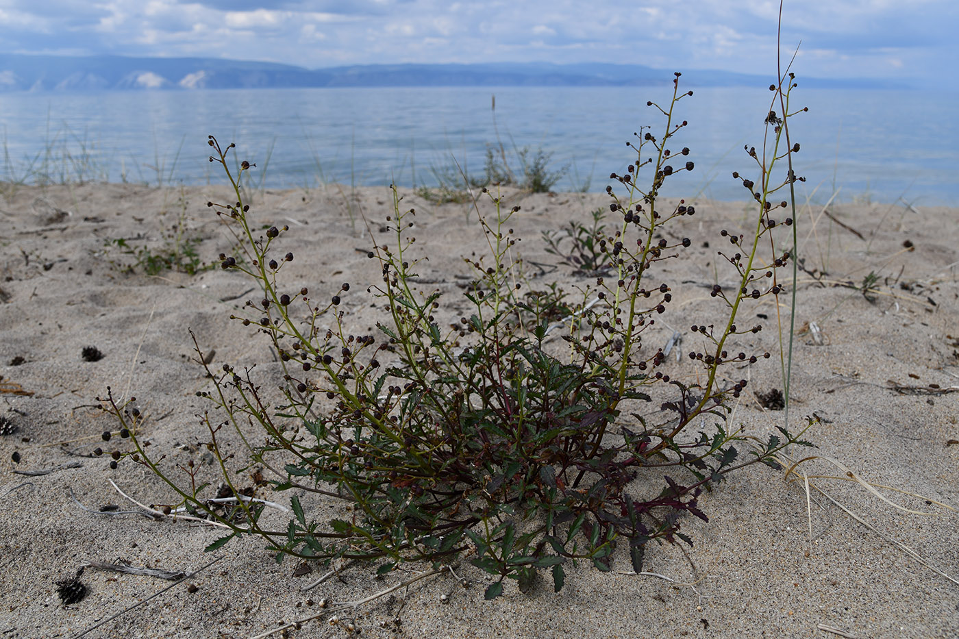 Image of Scrophularia incisa specimen.