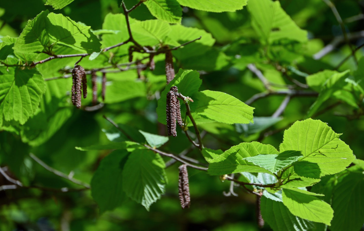 Image of Corylus avellana specimen.