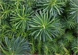 Euphorbia cyparissias