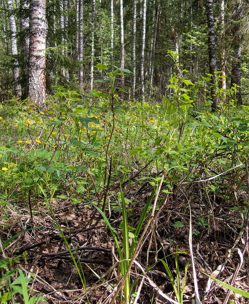 Изображение особи Ribes nigrum.