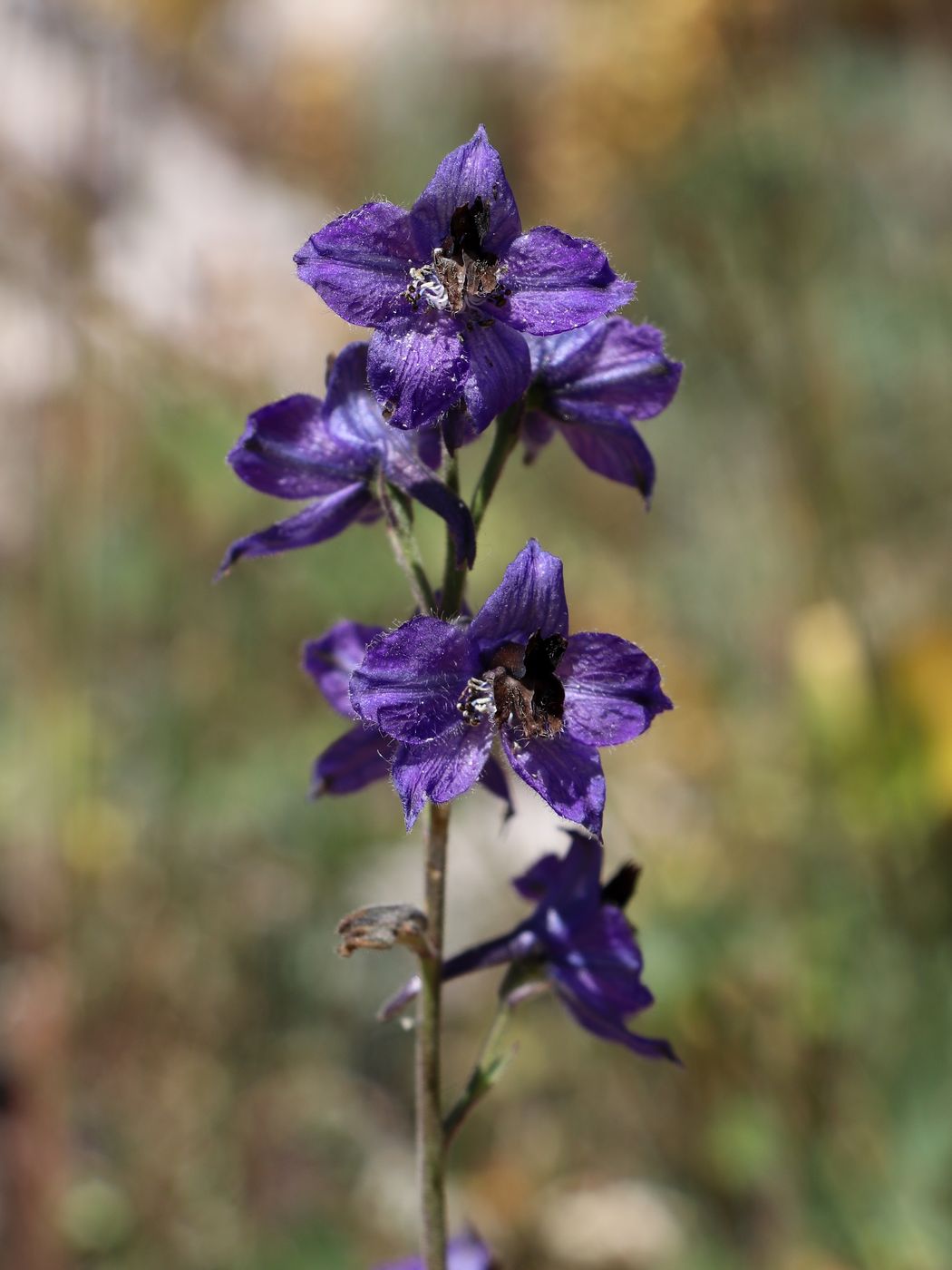 Image of Delphinium oreophilum specimen.