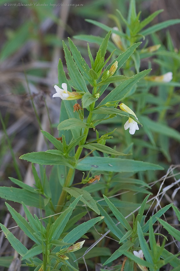 Изображение особи Gratiola officinalis.